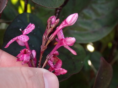 Pseuderanthemum carruthersii
