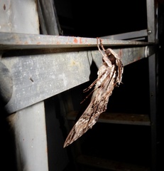 Psilogramma discistriga