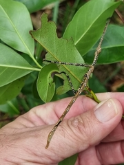 Anchiale austrotessulata