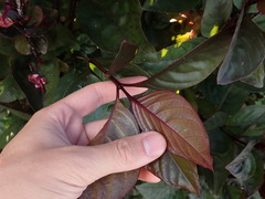 Pseuderanthemum carruthersii