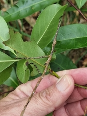 Anchiale austrotessulata