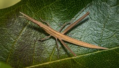 Acrida conica