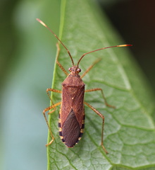 Dasynus cephalotus
