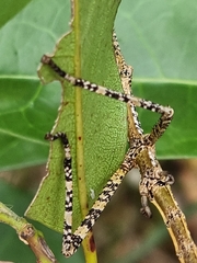 Anchiale austrotessulata
