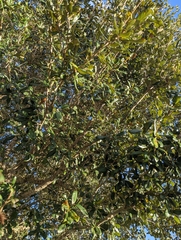Quercus virginiana