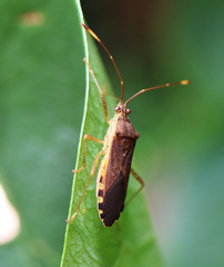 Dasynus cephalotus