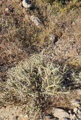 Cylindropuntia tesajo