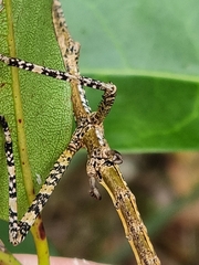 Anchiale austrotessulata