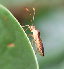 Dasynus cephalotus
