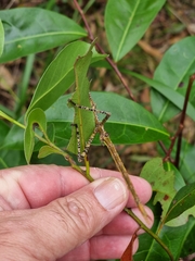 Anchiale austrotessulata