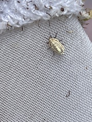 Crypticerya genistae