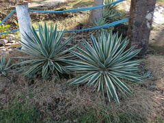 Agave angustifolia
