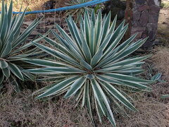Agave angustifolia