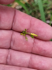 Tricoryne anceps