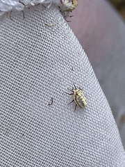 Crypticerya genistae