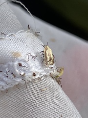 Crypticerya genistae