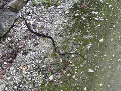 Cubophis caymanus