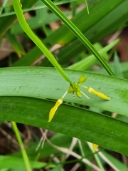 Tricoryne anceps