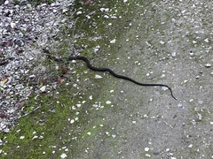 Cubophis caymanus