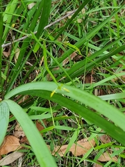 Tricoryne anceps