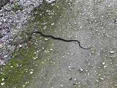 Cubophis caymanus