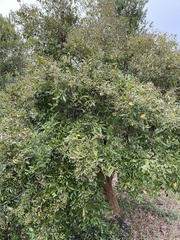 Syzygium formosanum