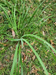 Tricoryne anceps