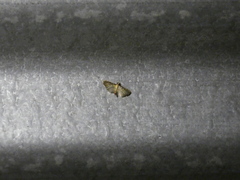 Salbia flabellalis