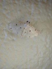 Pycnarmon