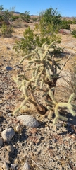 Cylindropuntia fulgida