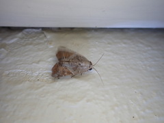 Gonodes trapezoides
