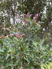 Syzygium formosanum