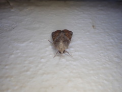 Gonodes trapezoides