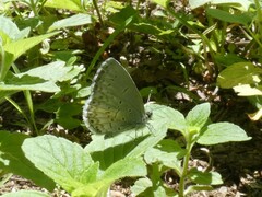 Celastrina