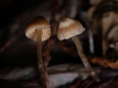 Galerina badipes