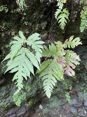 Tectaria gaudichaudii