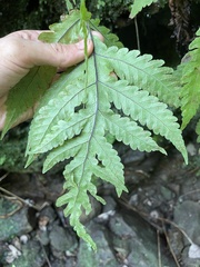 Tectaria gaudichaudii