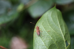 Dasynus cephalotus