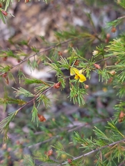 Dillwynia tenuifolia