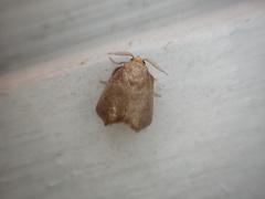 Euprosterna aroensis