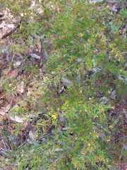Dillwynia tenuifolia