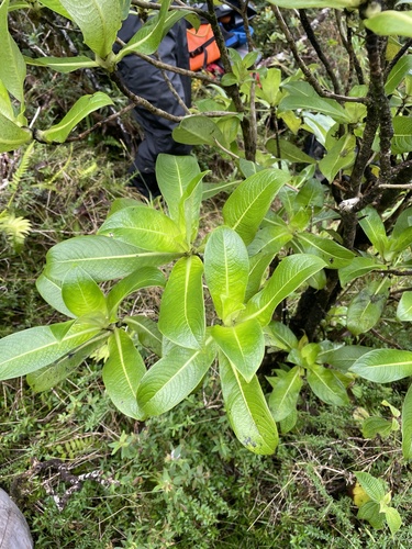 Geniostoma hymenopodum observed 2022-12-03