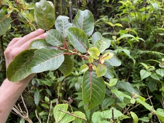Perrottetia sandwicensis