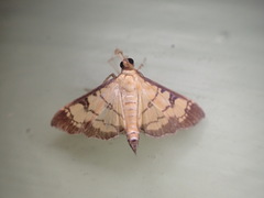 Ategumia matutinalis