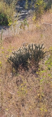 Cylindropuntia tesajo