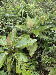 Touchardia latifolia