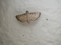 Salbia flabellalis