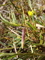 Acacia bynoeana