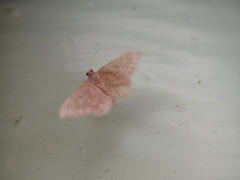 Idaea cellifimbria