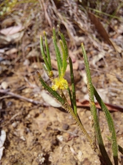 Acacia bynoeana